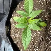 First Grow - Northern Lights