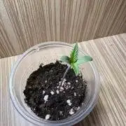 First Grow - Northern Lights