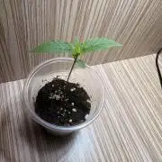 First Grow - Northern Lights