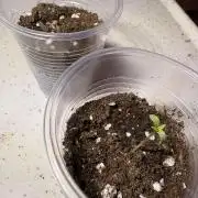 My first grow 2x Northern Lights