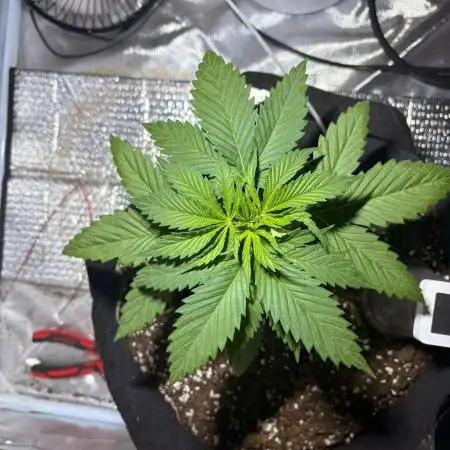First Grow - Northern Lights