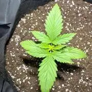 First Grow - Northern Lights