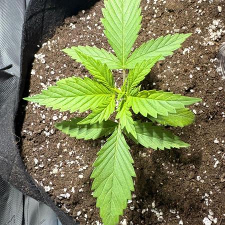 First Grow - Northern Lights