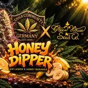 CCG x Green House Seed Co.