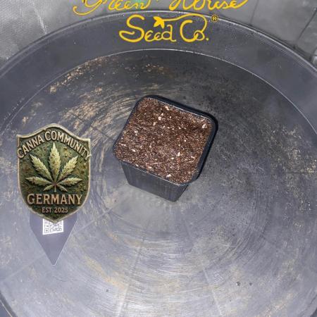 CCG x GreenHouse Seeds