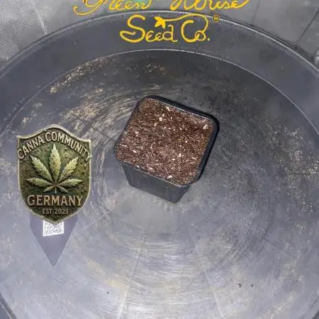 CCG x GreenHouse Seeds