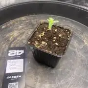 CCG x GreenHouse Seeds