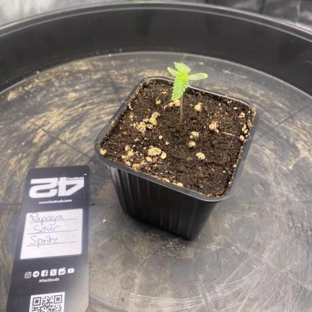 CCG x GreenHouse Seeds