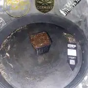 CCG x Green House Seed Co.