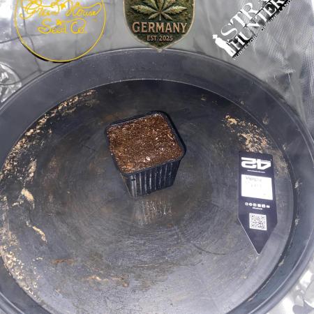 CCG x Green House Seed Co.