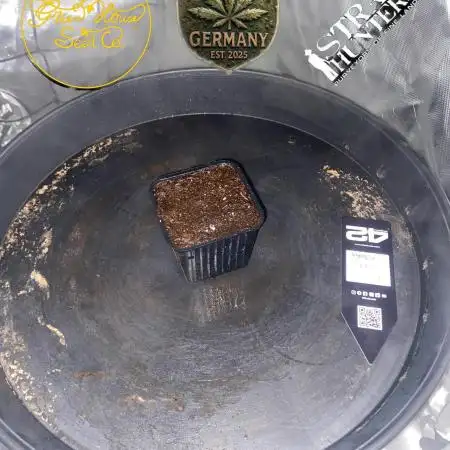 CCG x Green House Seed Co.