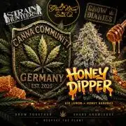 CCG x Green House Seed Co.