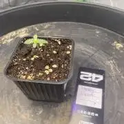 CCG x Green House Seed Co.