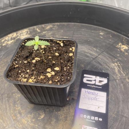 CCG x Green House Seed Co.