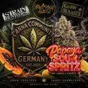 CCG x GreenHouse Seeds