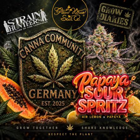 CCG x GreenHouse Seeds