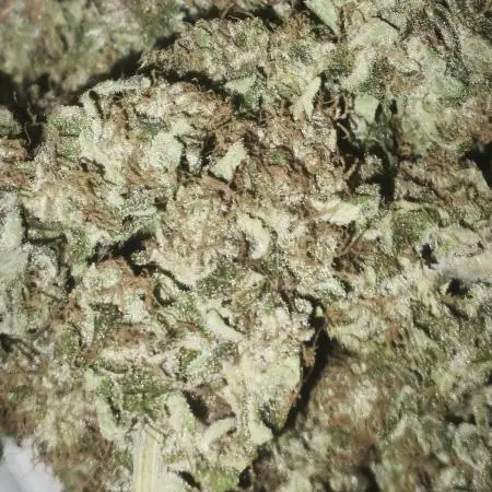 Big Z, Cream Caramel, Supersilvergary