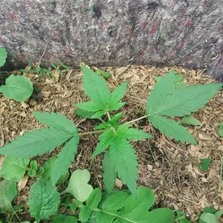 Guava Auto
