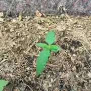 Guava Auto