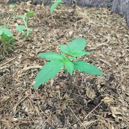 Z-UP Auto