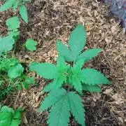Z-UP Auto