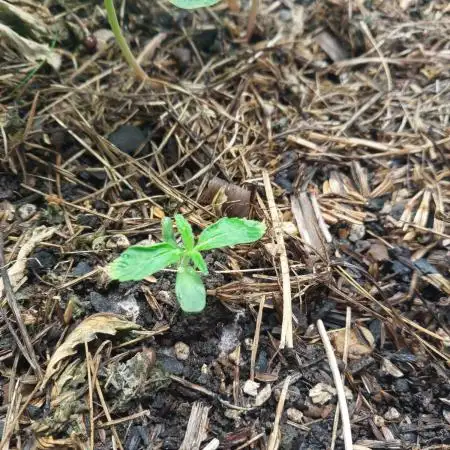 Lemon Haze Auto