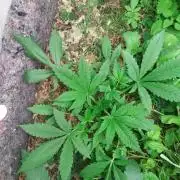 Banana Purple Punch Auto