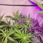 Banana Purple Punch Auto