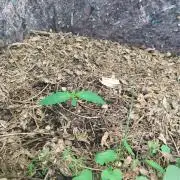 Apfel Strudel Auto