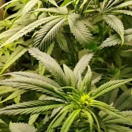 Plantbook