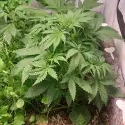 Z-UP Auto