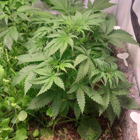 Z-UP Auto