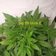 Guava Auto