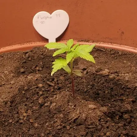 Plantbook