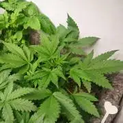 Guava Auto