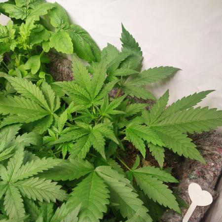 Guava Auto
