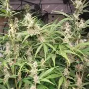 Guava Auto