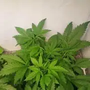 Guava Auto