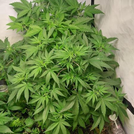Z-UP Auto