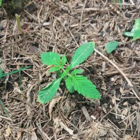 Lemon Haze Auto