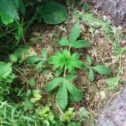 Lemon Haze Auto