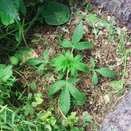 Lemon Haze Auto