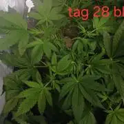 Banana Purple Punch Auto