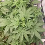 Z-UP Auto