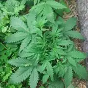 Z-UP Auto