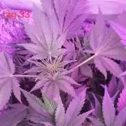 Lemon Cherry Cookies Auto