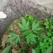 Lemon Cherry Cookies Auto