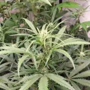 Z-UP Auto