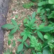 Banana Purple Punch Auto