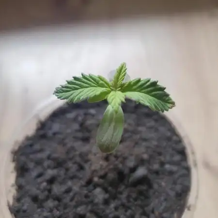 Plantbook